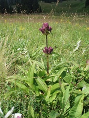 Gentiana pannonica