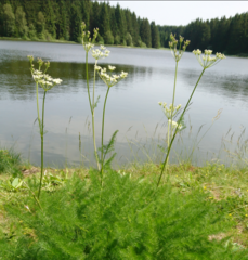 Meum athamanticum