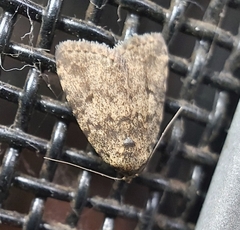 Tolpia conscitulana