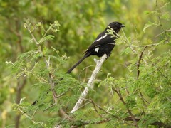Lanius melanoleucus