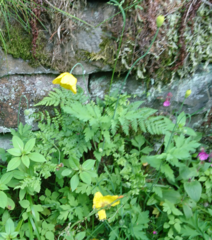 Papaver cambricum