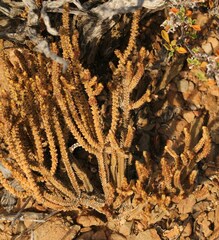 Crassula muscosa muscosa