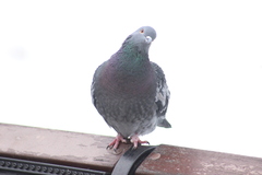 Columba livia domestica