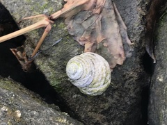 Austrocochlea constricta