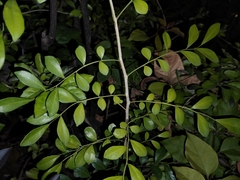 Murraya paniculata