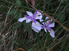 Dietes grandiflora