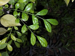 Murraya paniculata