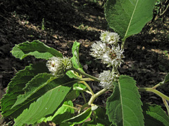 Baccharoides adoensis