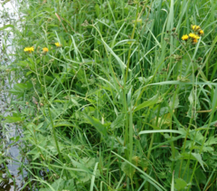 Crepis paludosa