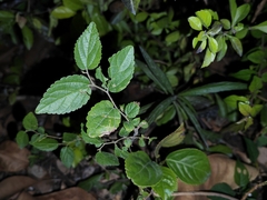 Celtis sinensis