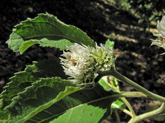 Baccharoides adoensis