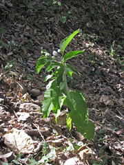 Baccharoides adoensis