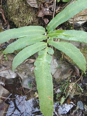 Dryopteris sieboldii