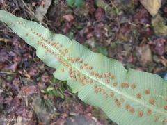 Dryopteris sieboldii