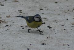 Cyanistes caeruleus