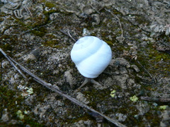 Sphincterochila candidissima