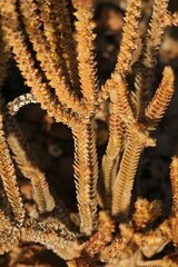 Crassula muscosa muscosa
