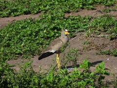 Vanellus senegallus