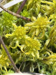 Sphagnum inundatum