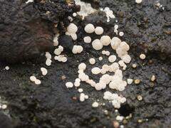 Orbiliomycetes