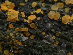 Orbilia xanthostigma