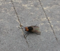 Ptiolina