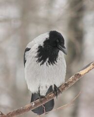 Corvus cornix