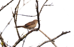 Phacellodomus rufifrons