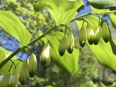 Polygonatum multiflorum