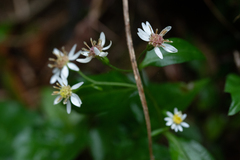 Aster ageratoides
