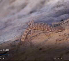 Tropiocolotes algericus