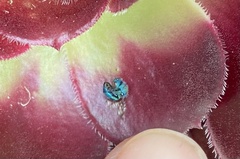 Chrysidoidea