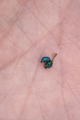 Chrysidoidea