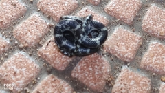 Lycodon travancoricus