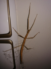 Clonopsis gallica