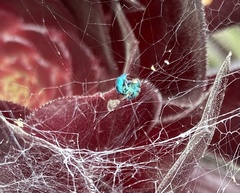 Chrysidoidea