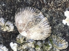 Siphonaria funiculata