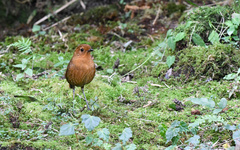 Grallaria saturata