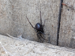 Steatoda grossa