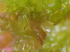 Subsecunda