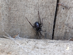 Steatoda grossa