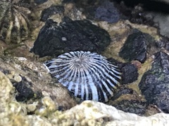 Siphonaria funiculata