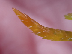 Subsecunda