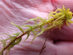 Sphagnum inundatum
