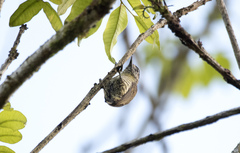 Picumnus exilis pernambucensis