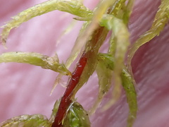 Sphagnum inundatum
