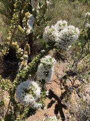 Hakea ruscifolia