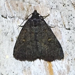 Idia diminuendis