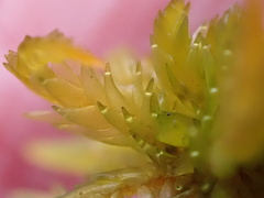 Sphagnum inundatum