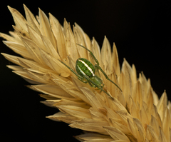 Araneus ginninderranus